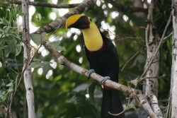 Birdwatching Tour