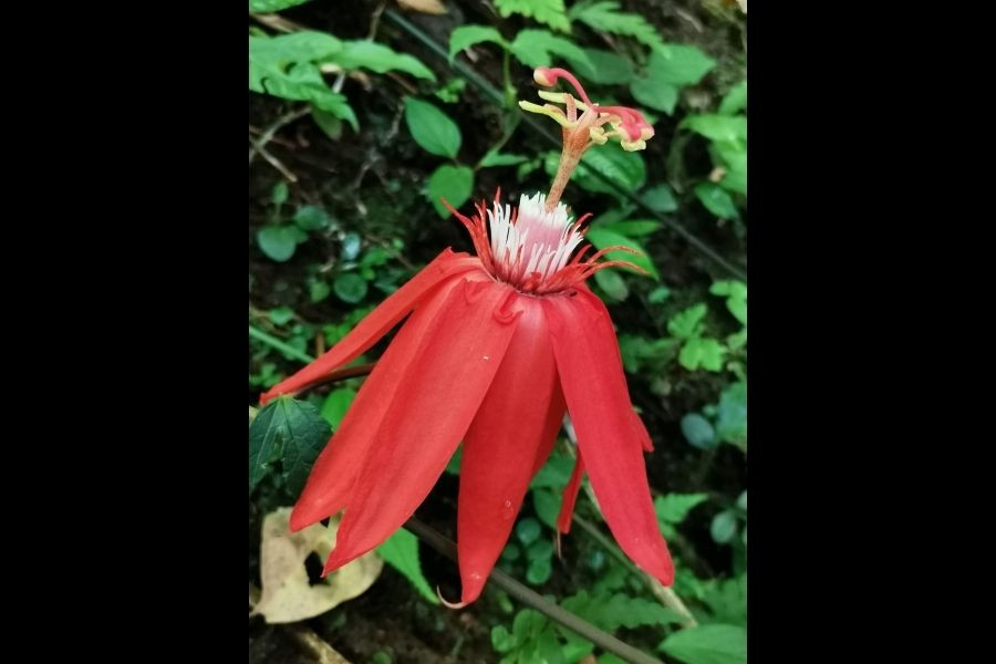 Hike to the volcano