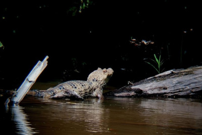 Caño Negro