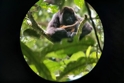 Caño Negro