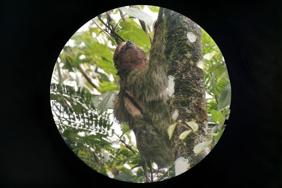 Sloth Observation