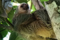 Sloth Observation
