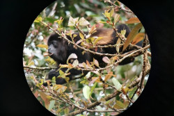 Sloth Observation
