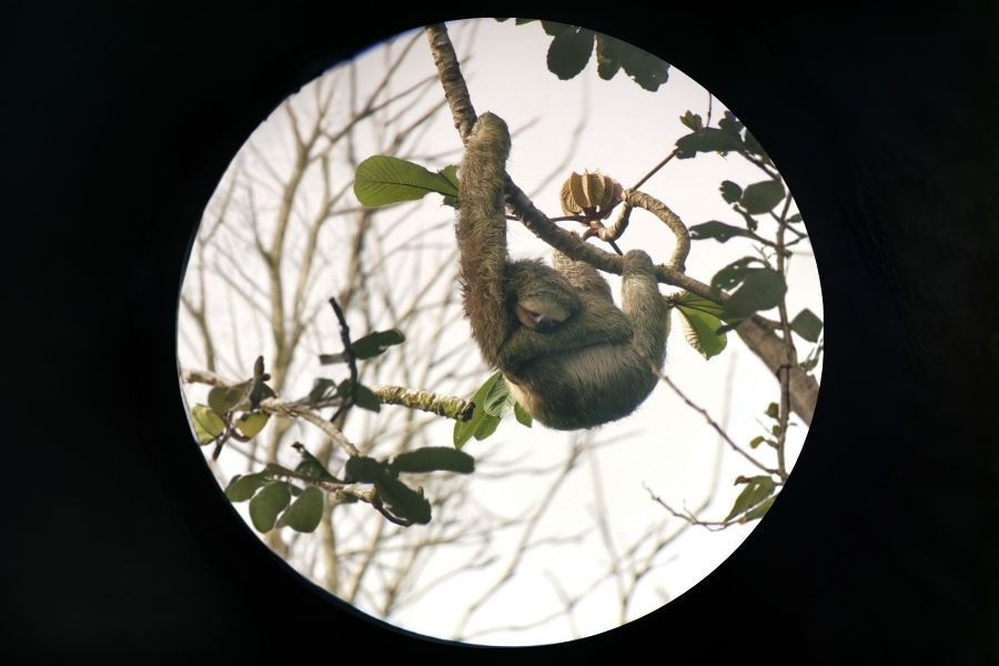 Sloth Observation