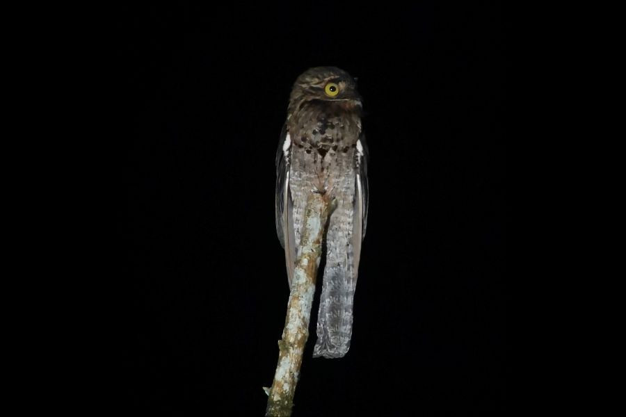 Night Walk