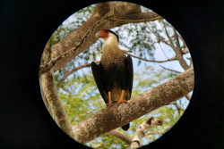 Birdwatching tour. Half day at Observatory Lodge