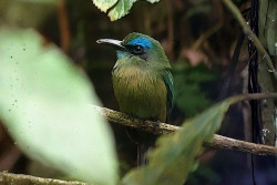Birdwatching tour. Half day at Observatory Lodge