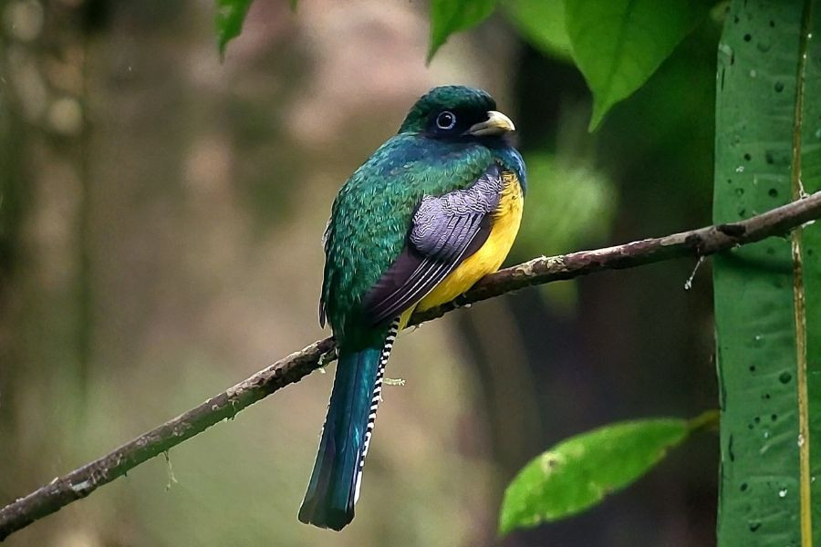 Birdwatching tour. Half day at Observatory Lodge