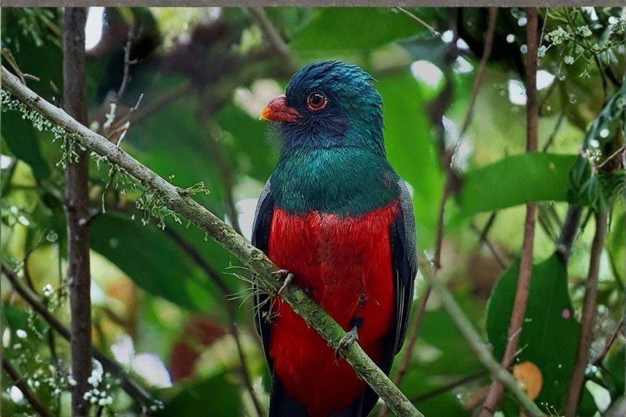 Birdwatching tour. Half day at Observatory Lodge