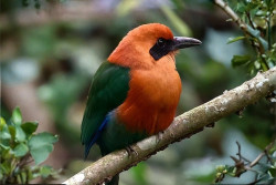Birdwatching tour. Half day at Observatory Lodge