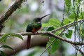Birdwatching tour. Half day at Observatory Lodge