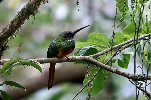 
              Birdwatching tour. Half day at Observatory Lodge
              