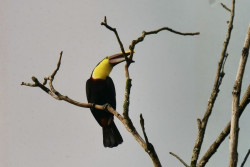 Birdwatching Tour