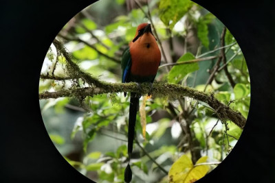 Birdwatching Tour