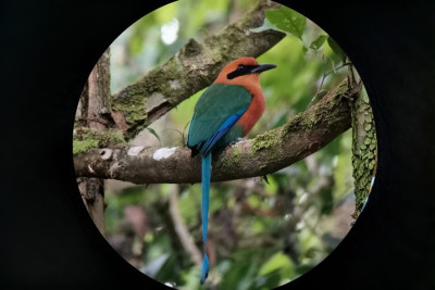 Birdwatching Tour