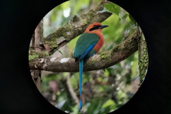 Birdwatching Tour