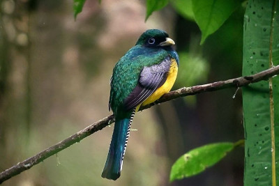 Birdwatching Tour