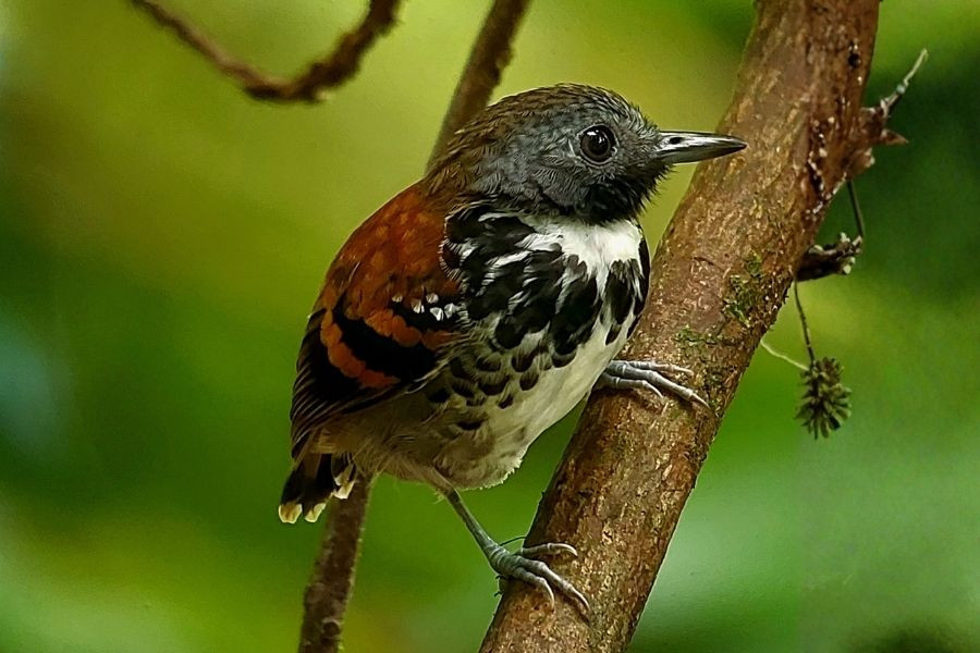 Birdwatching Tour
