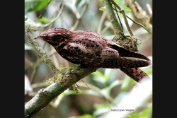 Birdwatching Tour